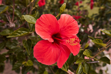 The hibiscus flower is bright red, with five petals. Spring flower. Green leaves.