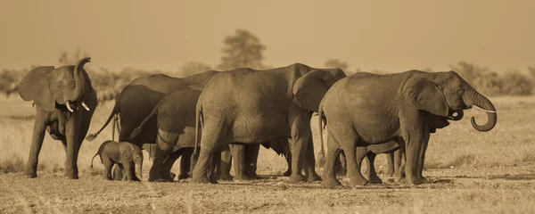 Photo sur Plexiglas Kilimandjaro African Elephants group sepia