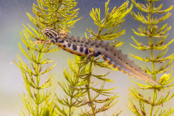 Common newt amhibian in freshwater habitat