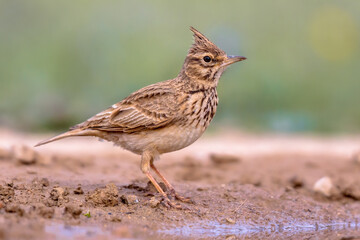 Crested lark side view