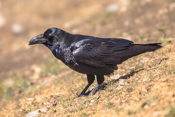 Common raven sitting