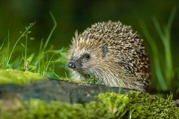 European hedgehog with forest background