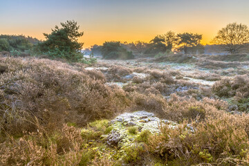Heathland in hilly terrain on a cold morning