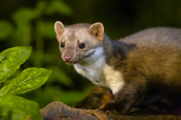 Stone marten on forest background
