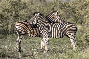 Fototapeta na wymiar Two Common Zebra grooming