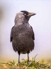 Western jackdaw on bright background