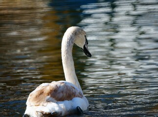 swan on the lake