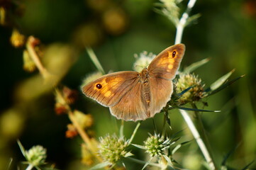 butterfly on a flower