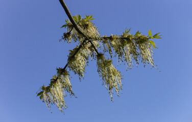 Flowering of an ash tree against a blue sky