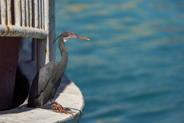 Western reef heron in a small marina along Doha's corniche road