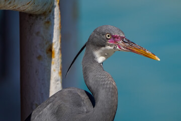 Western reef heron in a small marina along Doha's corniche road