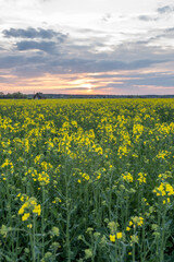 Summer Landscape with a field of yellow flowers. Sunrise.