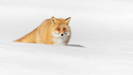 Ezo red fox lying in snow with a white background.  