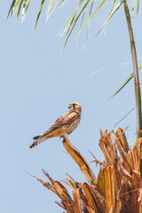 Falcon sits on palm tree on clear blue background. Big bird staring in camera. Sunny day in Hurghada, Egypt.