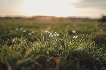 grass in the morning with sunlight