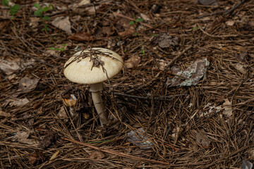 A Mushroom in the Woods