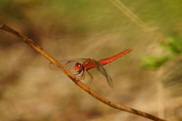 red dragonfly on a branch