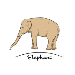 Obraz premium Elephant gets something by trunk.