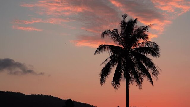 Silhouette palm tree swinging by wind on red sky background of tropical sunset