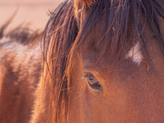 Namib Desert Horses