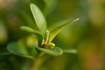 Makro eines Buchsbaum-Triebes, grün, frisch