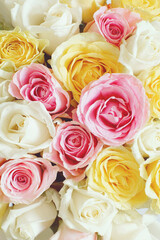 Vertical background with beautiful roses of different colors