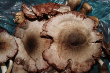Mushroom, indian white brown mix colour eating mushroom.