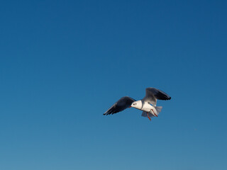Seagull flying alone against the blue