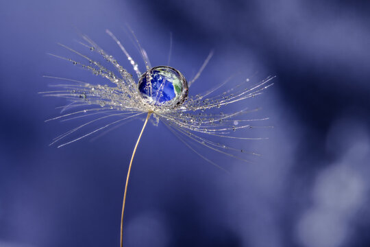 Reflektion in Wassertropfen auf Samen von L&ouml;wenzahn