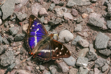 Schmetterling (Apatura iris) sitzt saugend am Boden