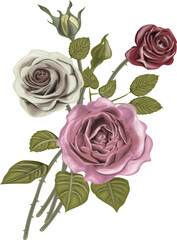 Vintage rose bouquet - realistic hand drawn vector roses . 
Flowers. vector realistic hand drawn rose 