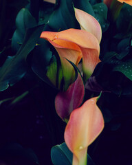 photo of artistic colorful calla lily in the garden