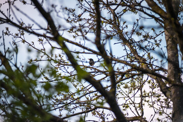 bird sitting on a branche of a tree against the sky