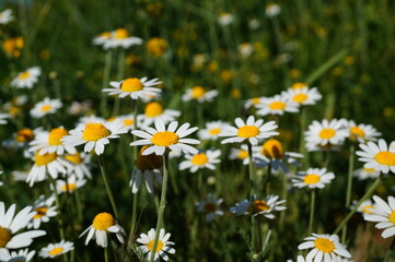 field of daisies