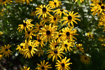 Rudbeckia jaune en été