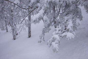 Siberian view, winter morning