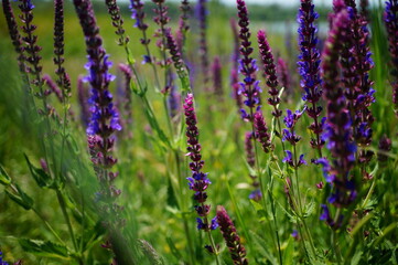 lavender field in region