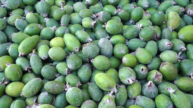 harvested feijoa fruits in a box