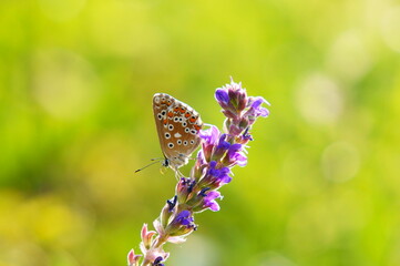 butterfly on a flower