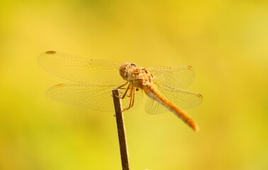 close up of dragonfly