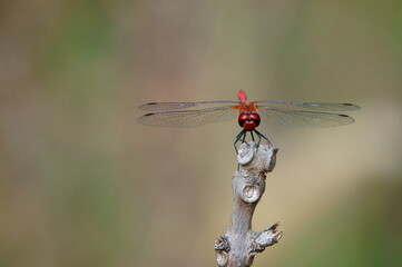 dragonfly on a branch