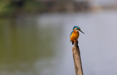 Common Kingfisher (Alcedo atthis) bird perched on tree branch near water body.