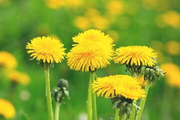 Fototapeta premium Close up blooming yellow dandelions on sunny day. Summer flower background - Image