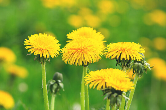Close up blooming yellow dandelions on sunny day. Summer flower background - Image