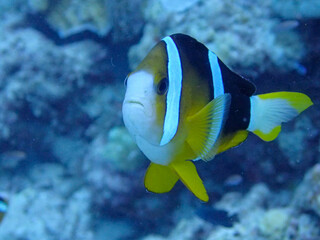 Fototapeta na wymiar yellow tang fish