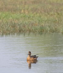 Eurasian Wigeon (Mareca penelope) duck in water pond.