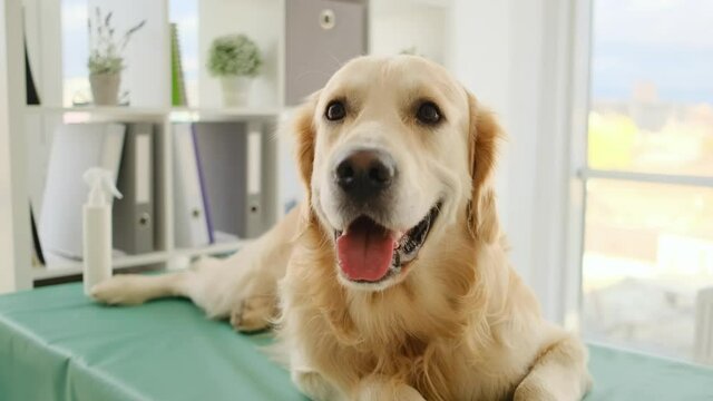 Close up view of golden retriever dog muzzle waiting for veterinarian on table in clinic