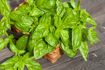 Fresh basil herb in basket