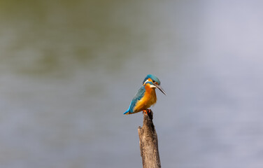 Common Kingfisher (Alcedo atthis) bird perched on tree branch near water body.