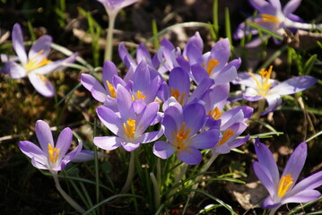 Wilde Krokusse Nahaufnahme Bl&uuml;ten 414152455